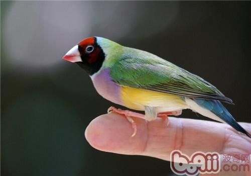 七彩文鳥