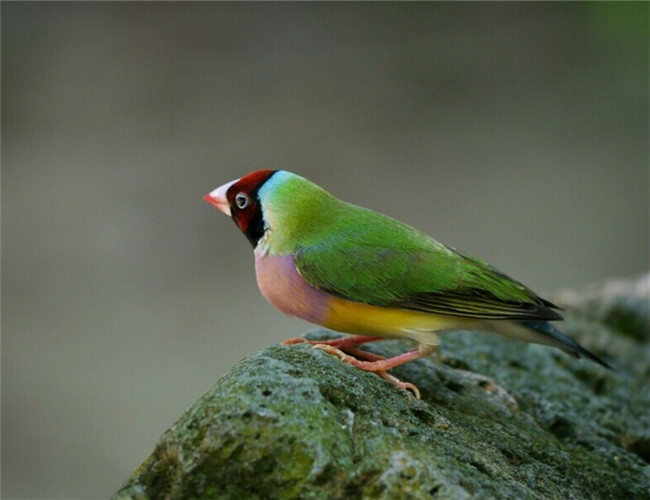 七彩文鳥