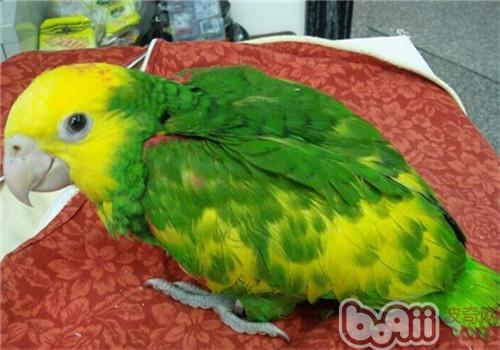 雙黃頭亞馬遜鹦鹉
