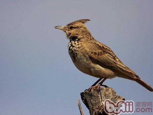 百靈鳥