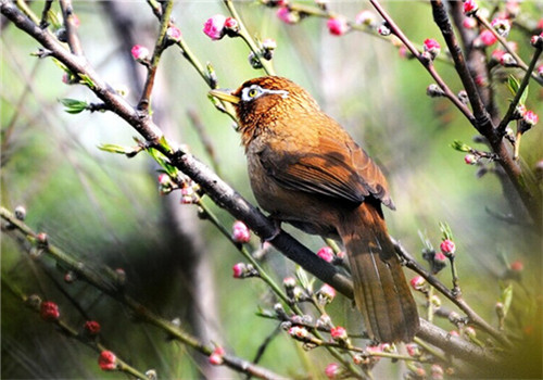 畫眉鳥