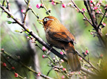 畫眉鳥