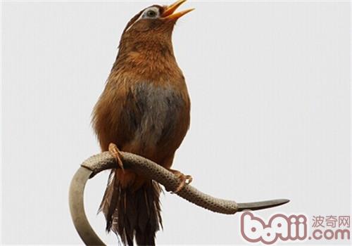 畫眉鳥