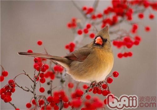 畫眉鳥
