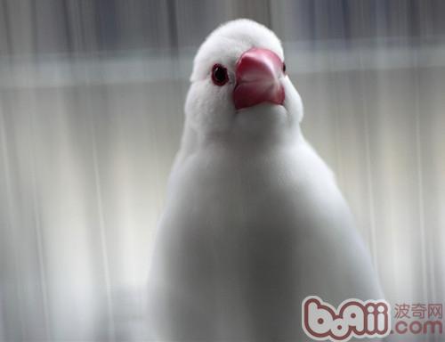 白文鳥