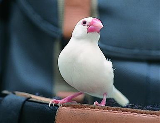 白文鳥