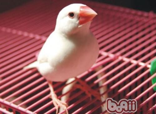 白文鳥