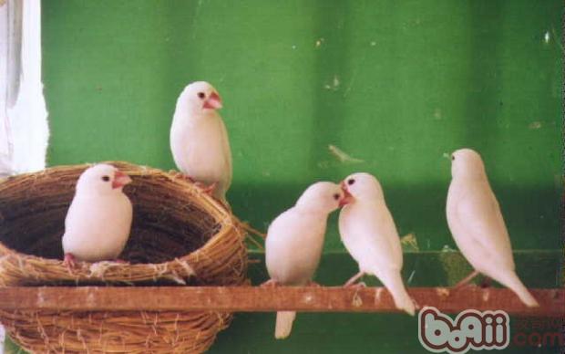 白文鳥