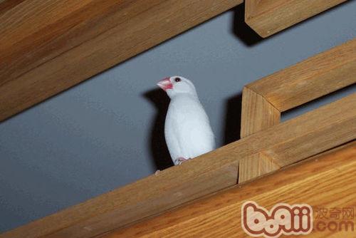 白文鳥