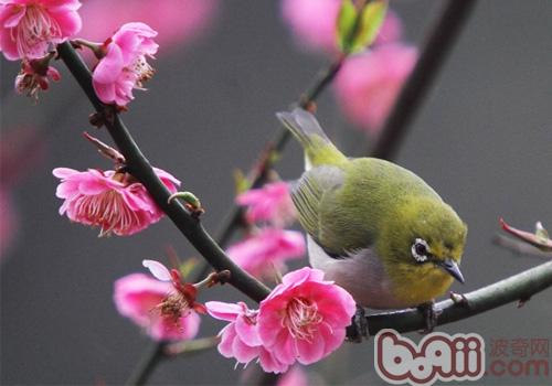暗綠繡眼鳥