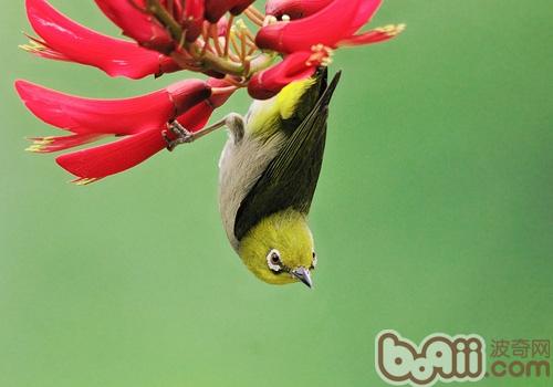 暗綠繡眼鳥
