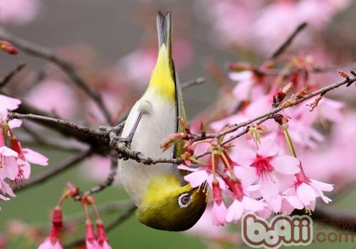 暗綠繡眼鳥