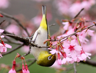 暗綠繡眼鳥
