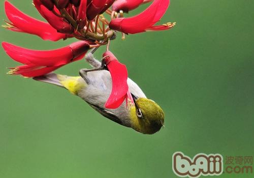暗綠繡眼鳥