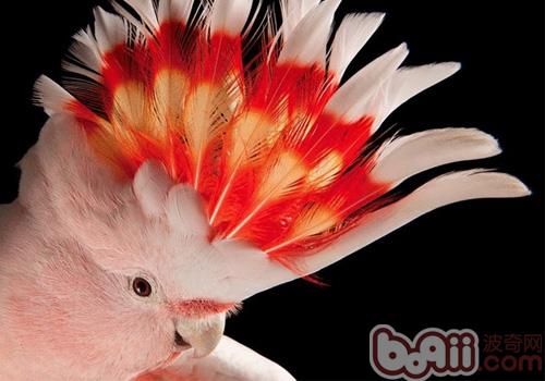 米切氏鳳頭鹦鹉