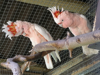 米切氏鳳頭鹦鹉