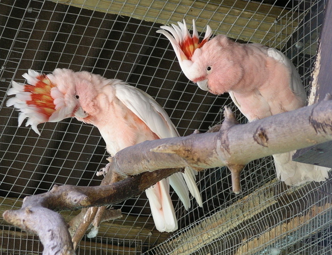 米切氏鳳頭鹦鹉