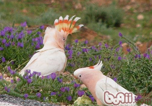 米切氏鳳頭鹦鹉