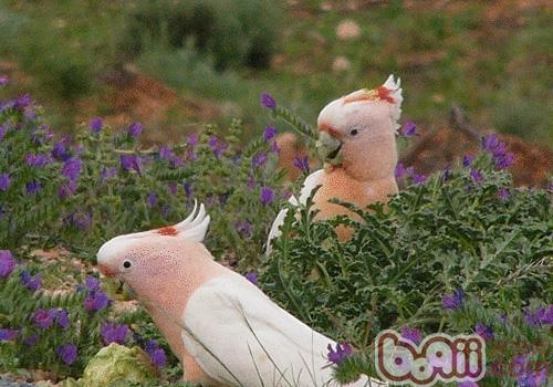米切氏鳳頭鹦鹉
