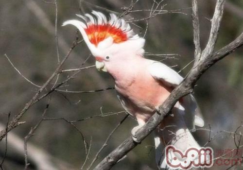 米切氏鳳頭鹦鹉
