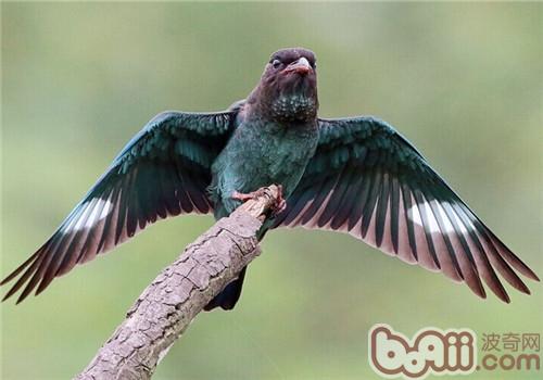 三寶鳥