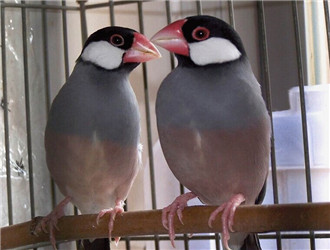 灰文鳥