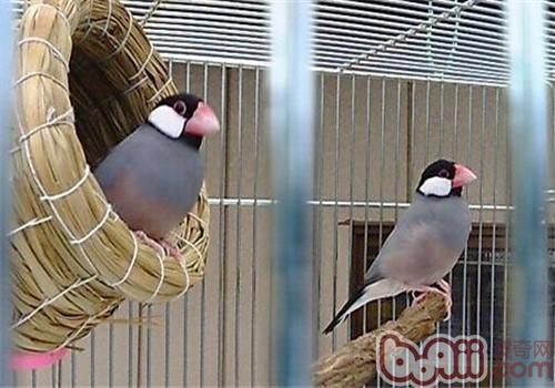 灰文鳥