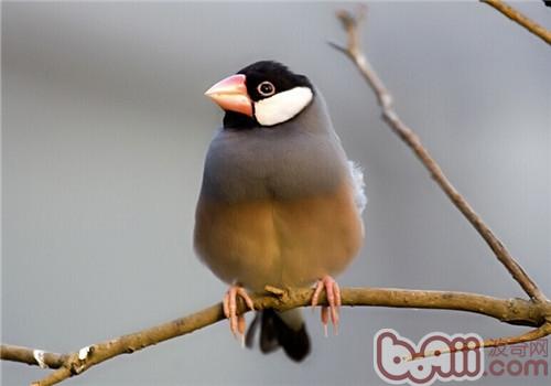 灰文鳥
