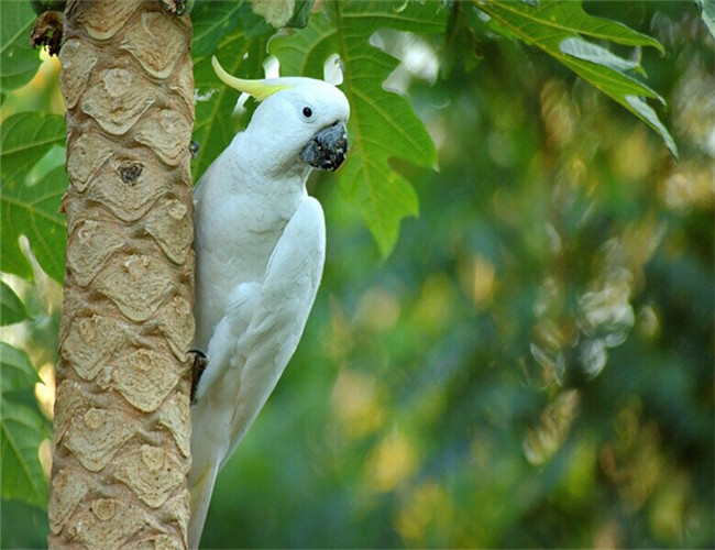 葵花鳳頭鹦鹉