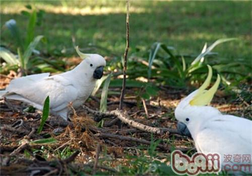 葵花鳳頭鹦鹉