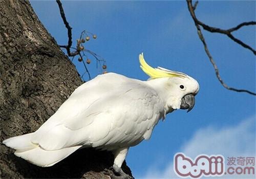 葵花鳳頭鹦鹉