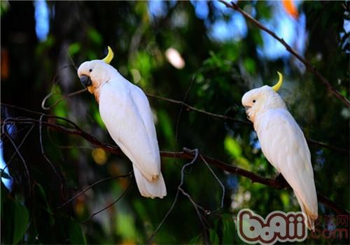 葵花鳳頭鹦鹉