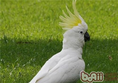 葵花鳳頭鹦鹉