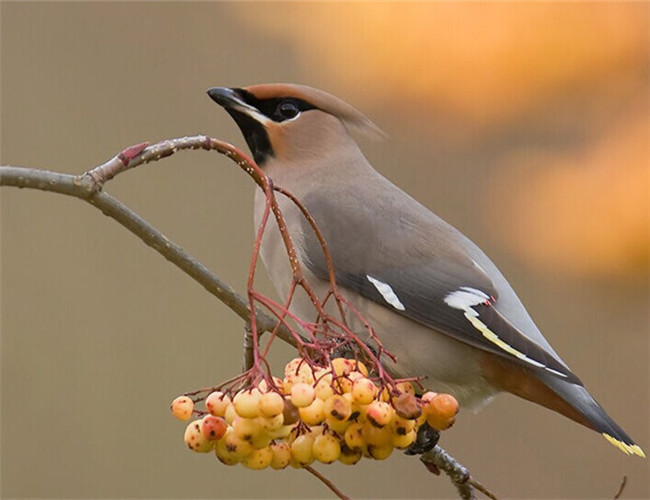 太平鳥