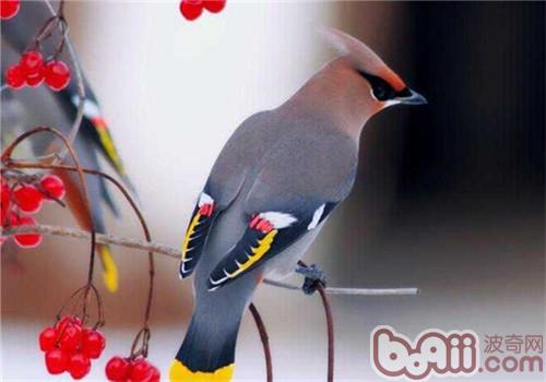 太平鳥