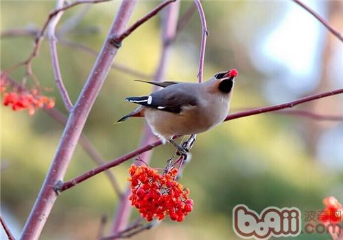 太平鳥