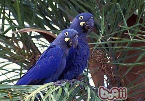 棕榈鳳頭鹦鹉