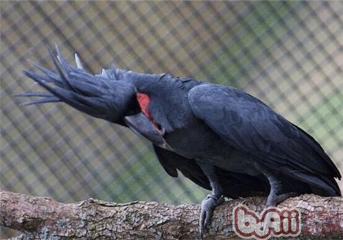 棕榈鳳頭鹦鹉