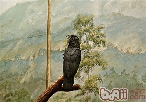 棕榈鳳頭鹦鹉