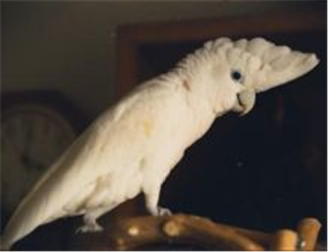 杜可波氏鳳頭鹦鹉