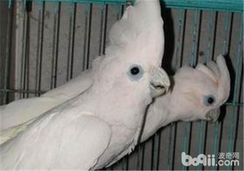 杜可波氏鳳頭鹦鹉