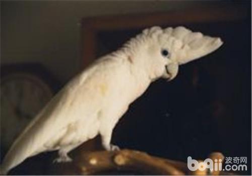 杜可波氏鳳頭鹦鹉