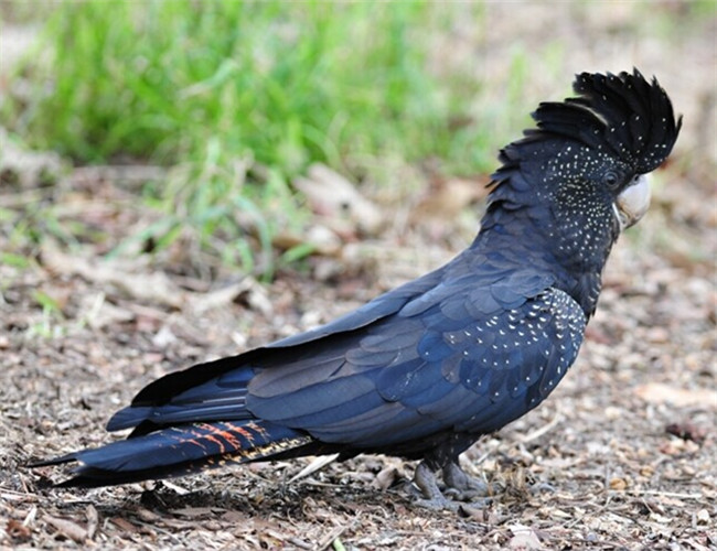 紅尾黑鳳頭鹦鹉