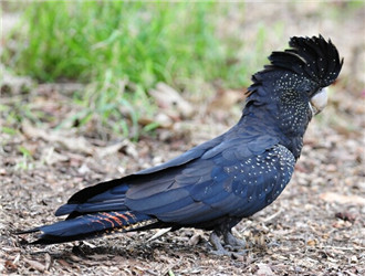 紅尾黑鳳頭鹦鹉