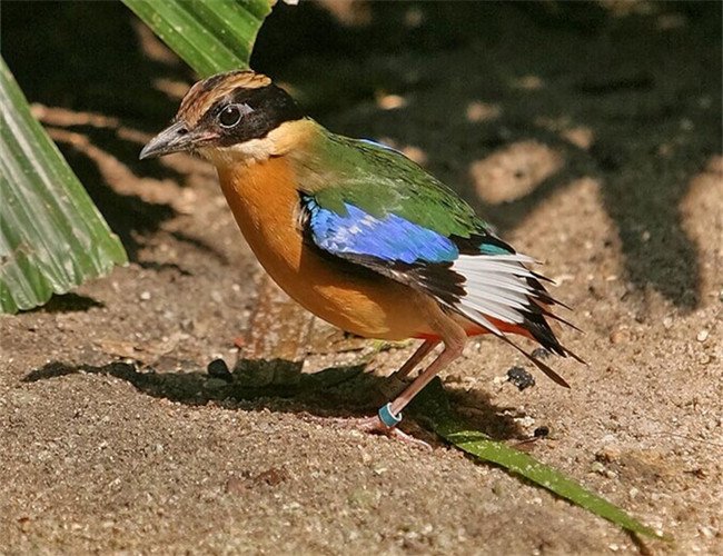 藍翅八色鸫