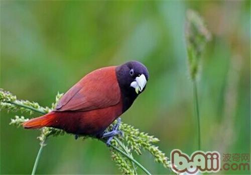 栗腹文鳥