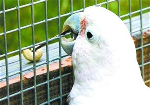 戈芬氏鳳頭鹦鹉