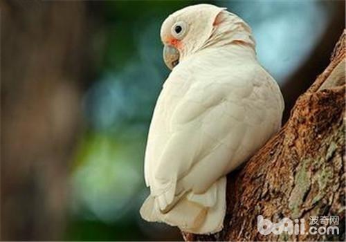 戈芬氏鳳頭鹦鹉