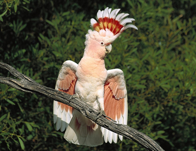 摩鹿加鳳頭鹦鹉