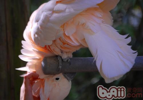 摩鹿加鳳頭鹦鹉